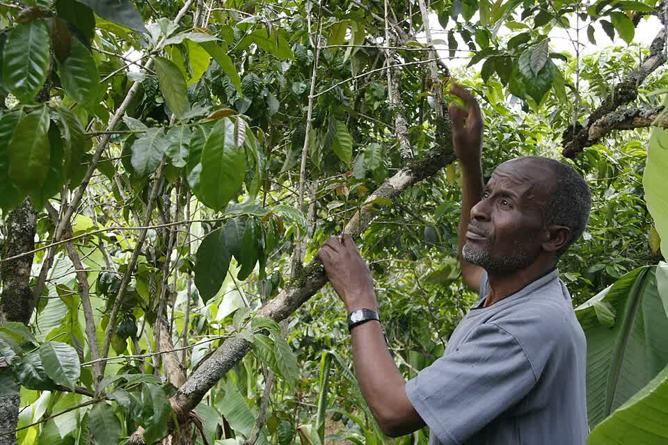 A farmer reaches up to check the coffee cherries on a branch